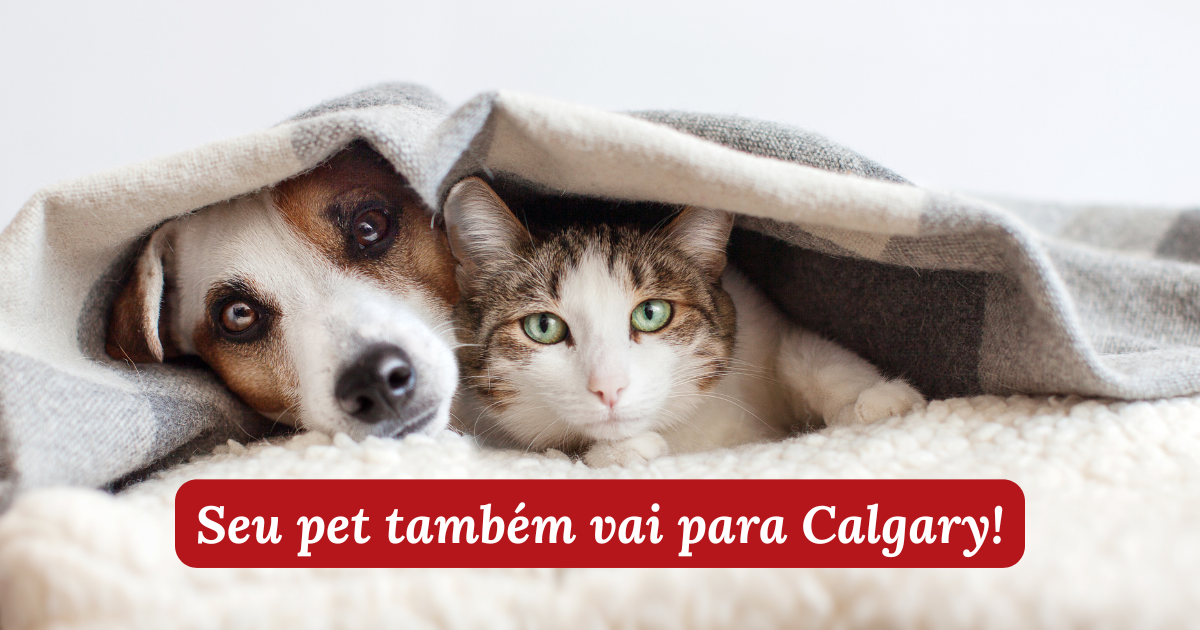Cachorro e gato deitados juntos embaixo de uma manta — imagem do artigo sobre como alugar imóvel em Calgary com pet